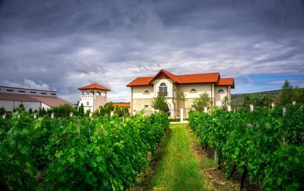Viticultorii din Buzău şi Prahova organizează o "Evadare în Dealul Mare"